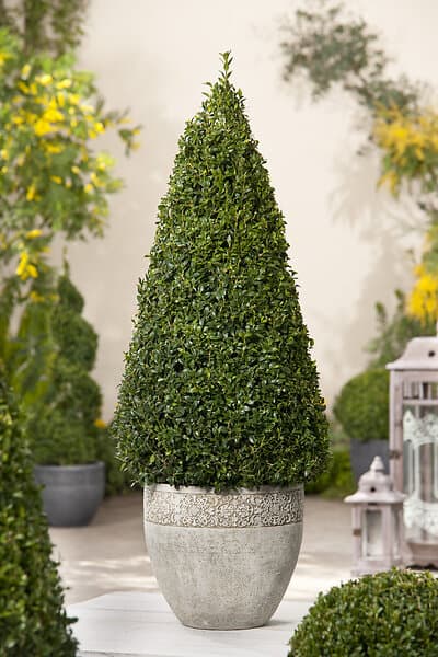 Omnia Garden Buxbom Pyramid, 5-pack