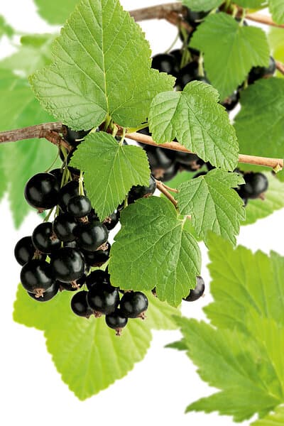 Omnia Garden Svarta vinbär 'Storklas', 60-80 cm 3-pack