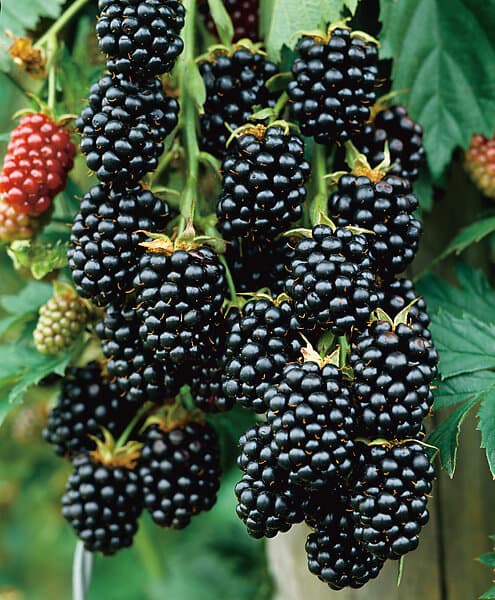 Omnia Garden Taggfri Björnbär 'Black Satin' 3-pack