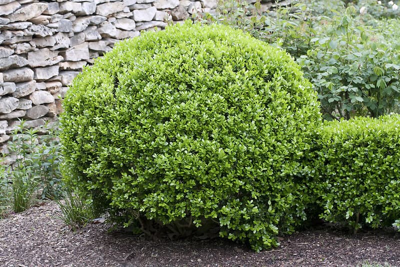 Omnia Garden Buxbom 'Faulkner' Klotformad 3-pack