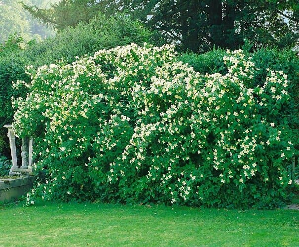 Omnia Garden Schersmin småblommig 'Mont Blac' CO 10-pack