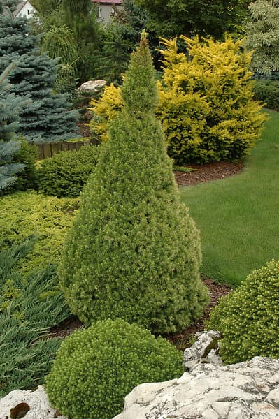 Omnia Garden Sockertoppsgran 'Conica', 40-50 co 1-pack