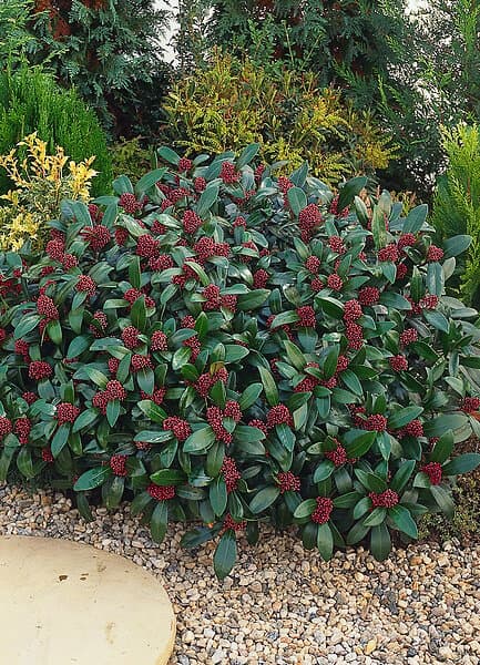 Omnia Garden Vinterbär 'Rubella' CO 3-pack