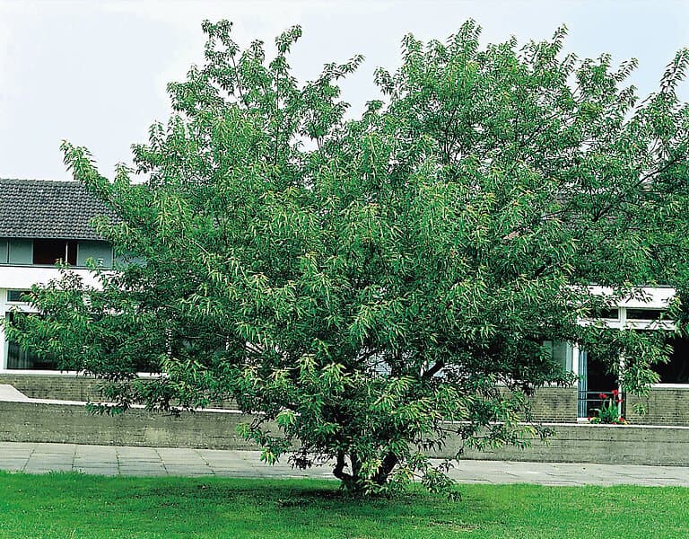 Omnia Garden Ginnalalönn, 150-200 cm