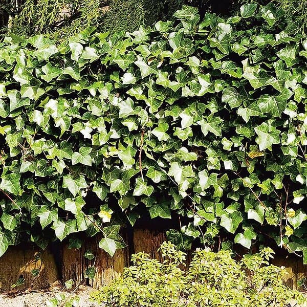 Omnia Garden Storbladig murgröna, 1-pack