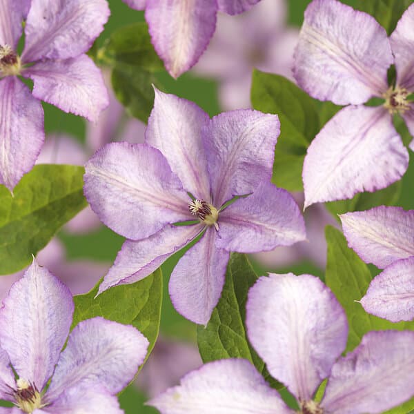 Omnia Garden Klematis 'Margaret Hunt' 5-pack