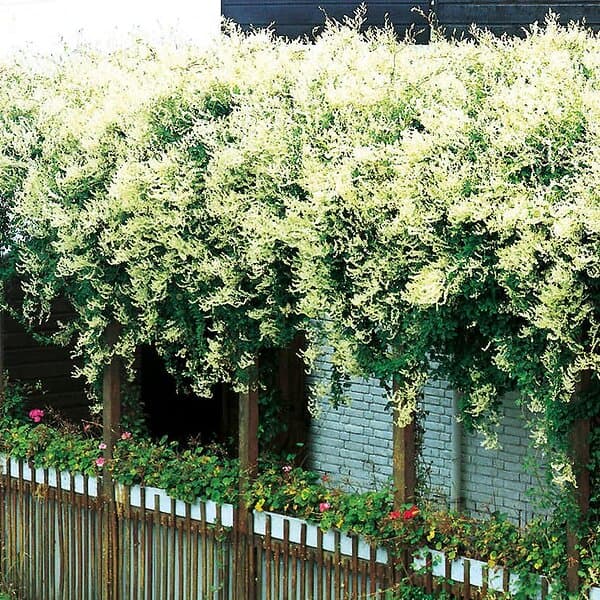 Omnia Garden Bokharabinda, 10-pack