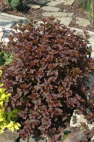 Omnia Garden Smällspirea rödbladig 'Diabolo' CO 5-pack