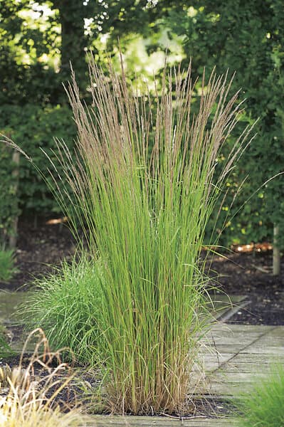 Omnia Garden Tuvrör 'Karl Foerster' 2-pack