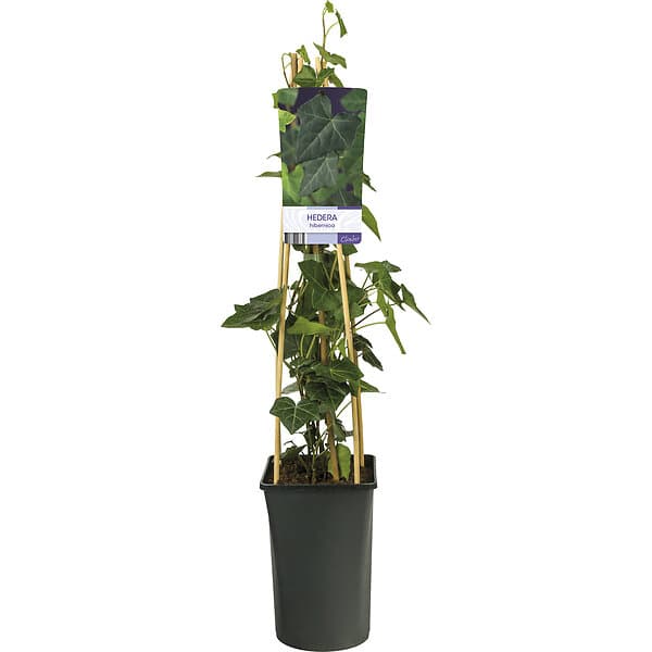 Omnia Garden Storbladig murgröna, 5-pack