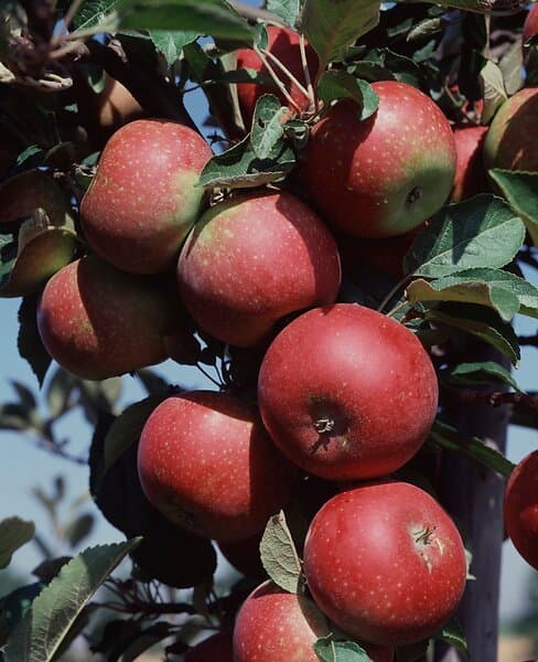 Omnia Garden Äpple 'Ingrid Marie' E inkl uppbindningskit