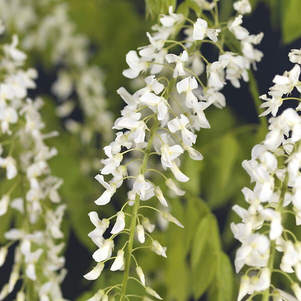 Omnia Garden Blåregn 'Alba' 5-pack