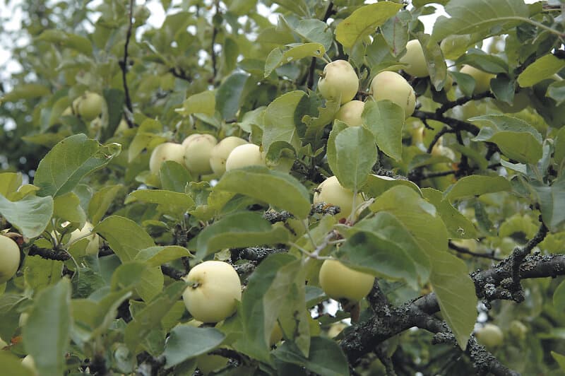 Omnia Garden Äpple 'Transparente Blanche' inkl uppbindningskit