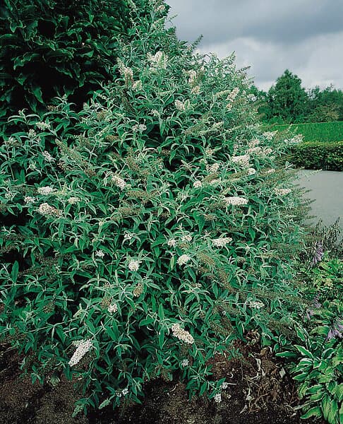 Omnia Garden Syrenbuddleja 'White Profusion' CO 1-pack