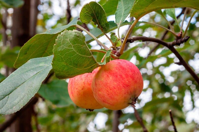 Omnia Garden Äpple TRULSA E inkl uppbindningskit