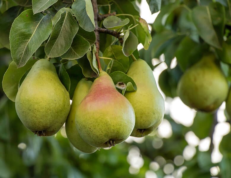 Omnia Garden Päron 'Carola' PBR E inkl uppbindningskit