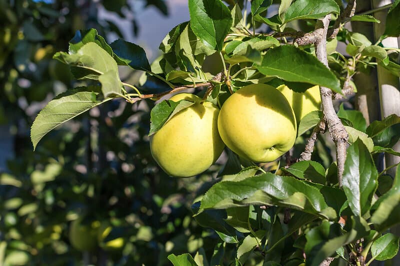 Omnia Garden Äpple 'Silva' inkl. uppbindningskit