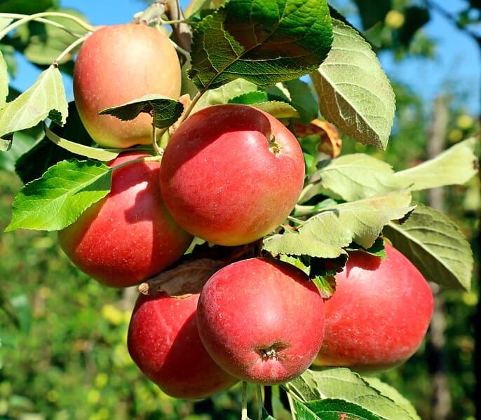 Omnia Garden Äpple LOVISA E inkl uppbindingskit