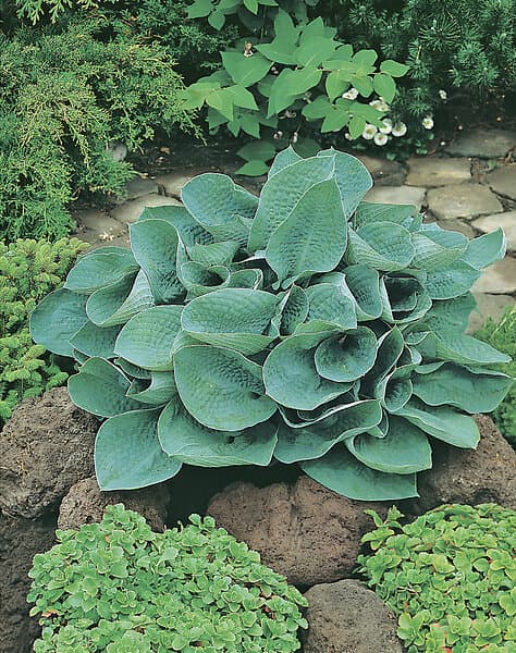 Omnia Garden Funkia 'Big Daddy', 3-pack