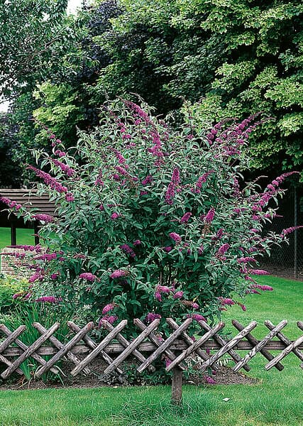 Omnia Garden Syrenbuddleja 'Il de France' CO 3-pack