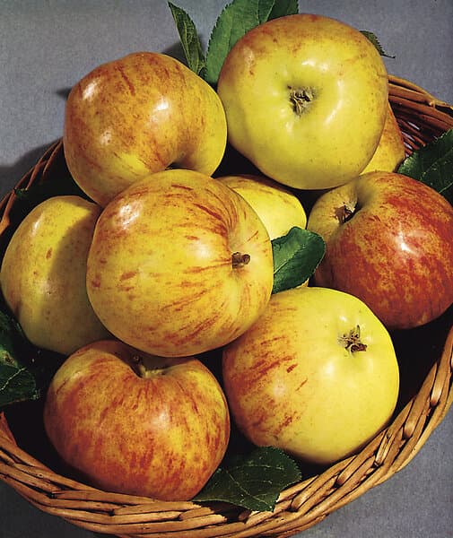 Omnia Garden Äpple 'Gravensteiner' inkl uppbindningskit