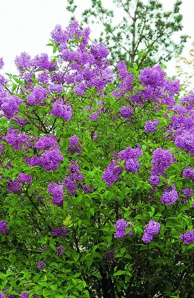 Omnia Garden Bondsyren CO 10-pack