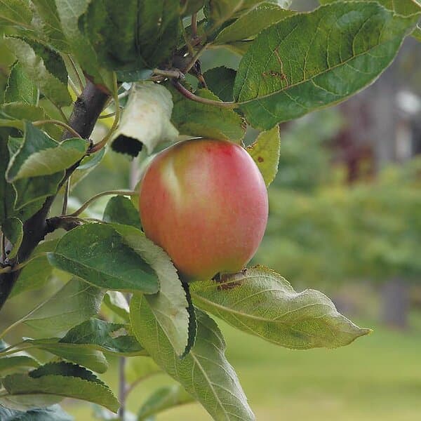 Omnia Garden Äpple 'Åkerö' Svagväxande B9