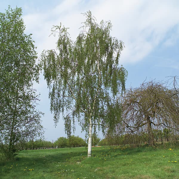 Omnia Garden Hängbjörk 150-200 cm