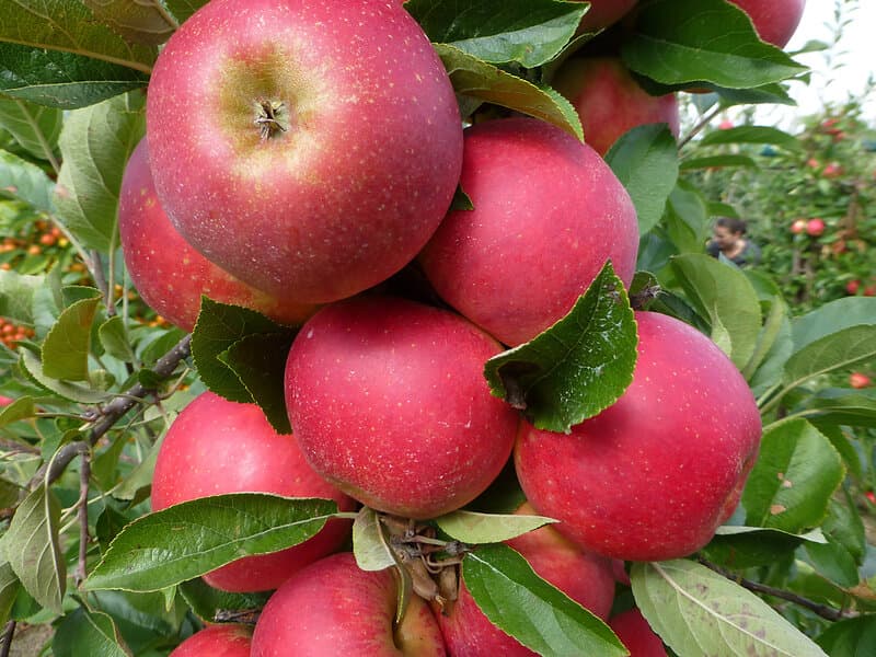Omnia Garden Äpple 'Agnes' E inkl. uppbindningskit