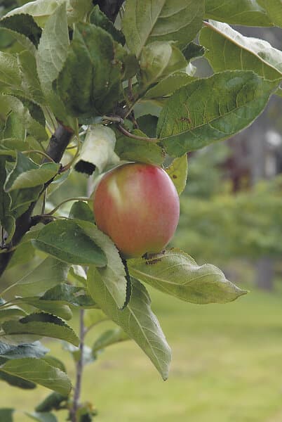 Omnia Garden Äpple Åkerö Fruktträd inkl uppbindningskit