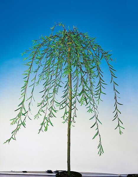 Omnia Garden Hängvide 100-120cm