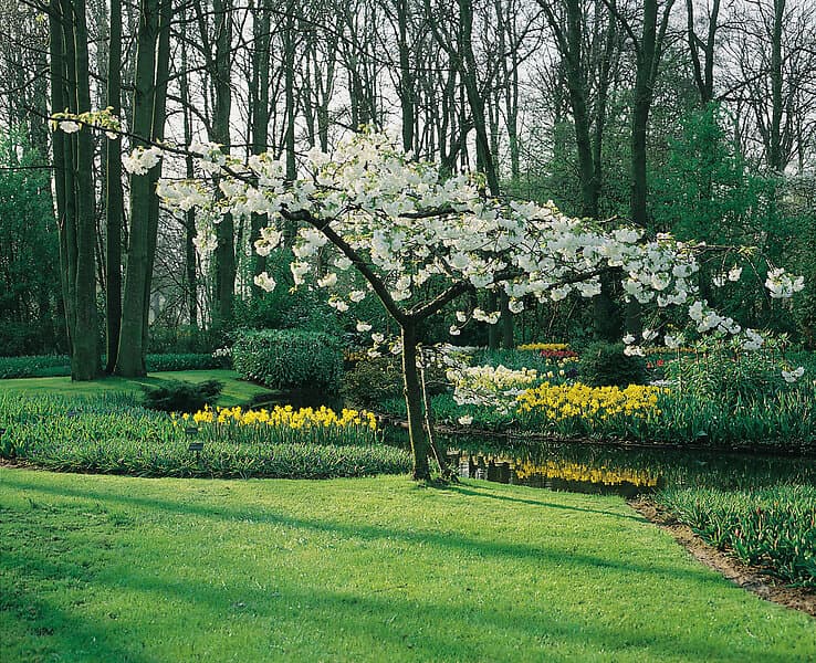 Omnia Garden Glanskörsbär