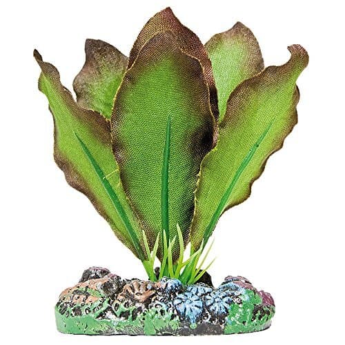 ICA AP1102 Anubias de Aquatic växter siden