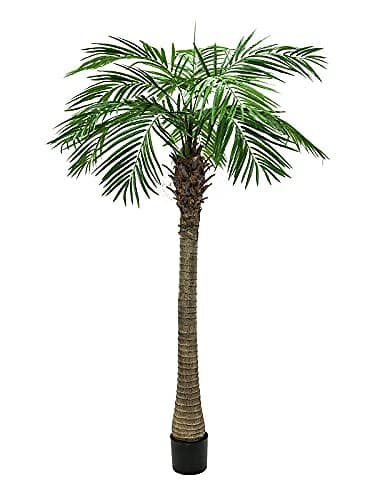 Europalms Phoenix Palm Tree Luxor 210 Cm 82510721