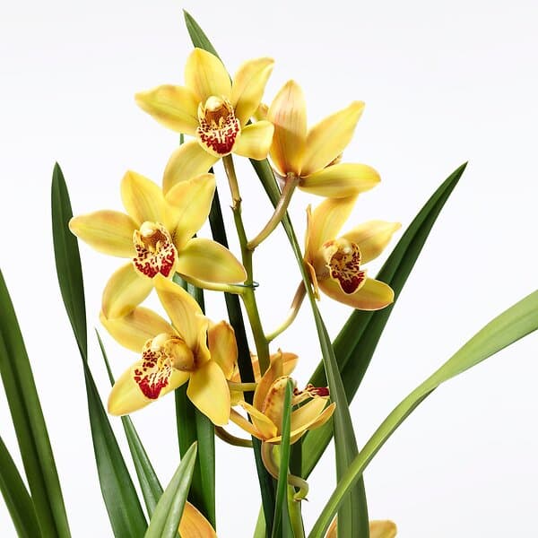 IKEA CYMBIDIUM krukväxt 12 cm