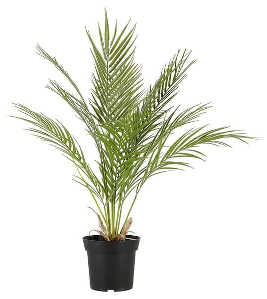 Clas Ohlson Palm konstväxt, 64 cm