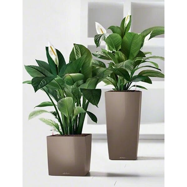 Lechuza Cube Premium 40cm
