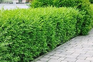 Liguster 80-120cm 100-pack
