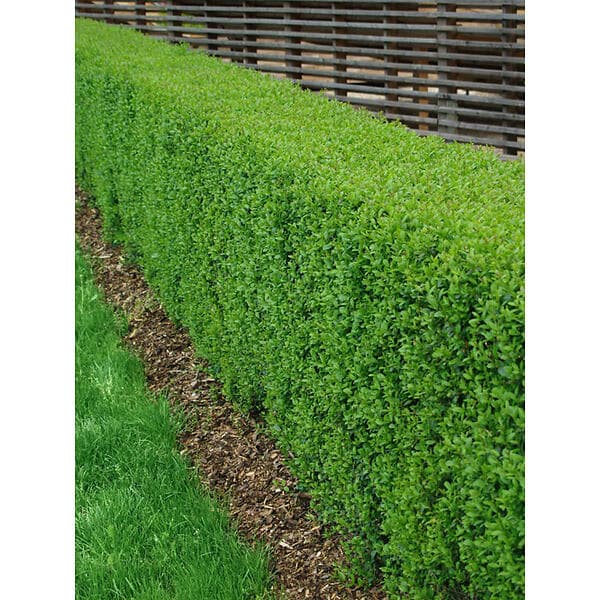Liguster 125-150cm 5-pack