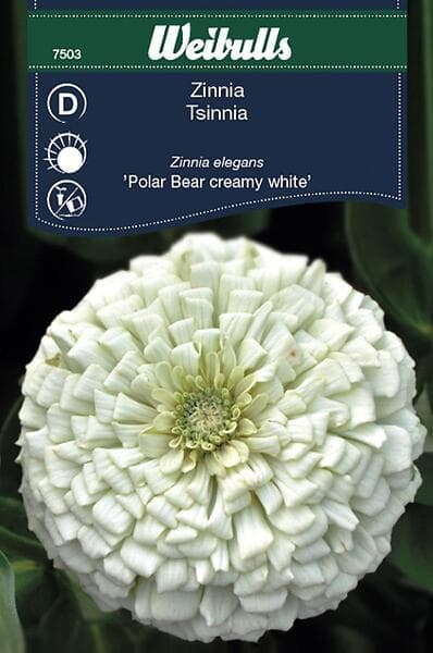 Weibulls Blomfrö Frö Zinnia Polar Bear creamy white Creme