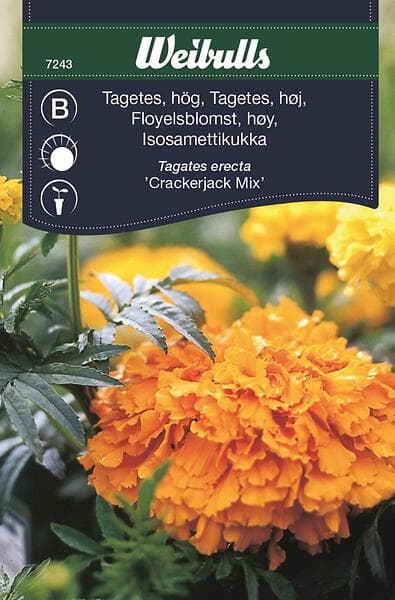 Weibulls Blomfrö Frö Tagetes Hög bland Blandning