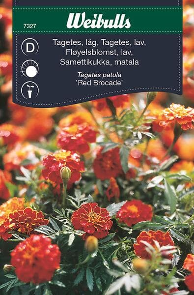 Weibulls Frö Tagetes, låg Brunröd