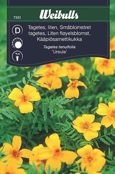 Weibulls Blomfrö Frö Tagetes Liten Ursula Gul
