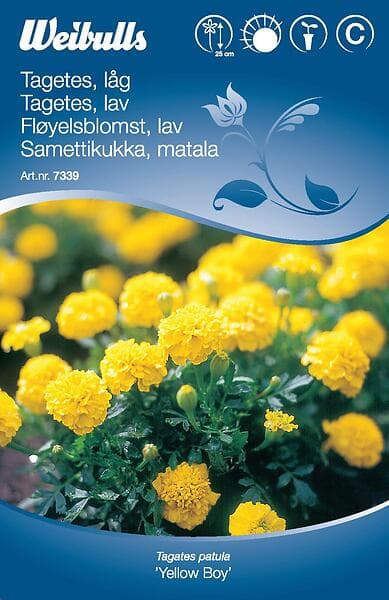 Weibulls Blomfrö Frö Tagetes Låg Yellow Boy Gul