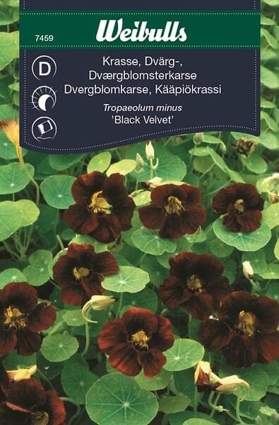Weibulls Frö Krasse black velvet dvärg Röd