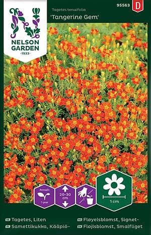 Nelson Garden Nelson garden Fröer Garden Tagetes Tangerine Gem Liten