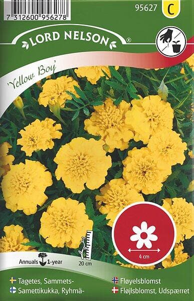Nelson Garden Sammetstagetes 'Yellow Boy' frö