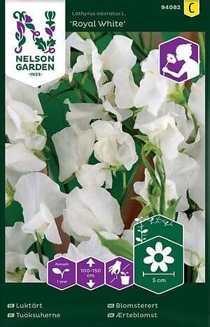 Nelson Garden Luktärt Royal White Vit