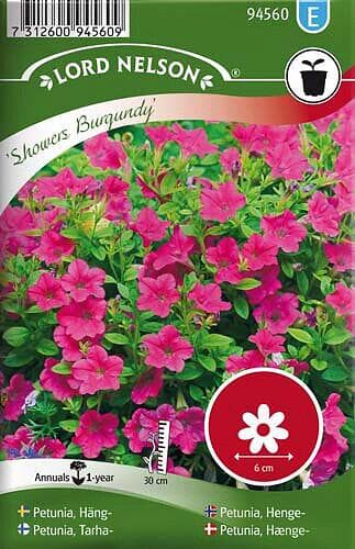 Lord Nelson Petunia Häng-Showers Burgundy