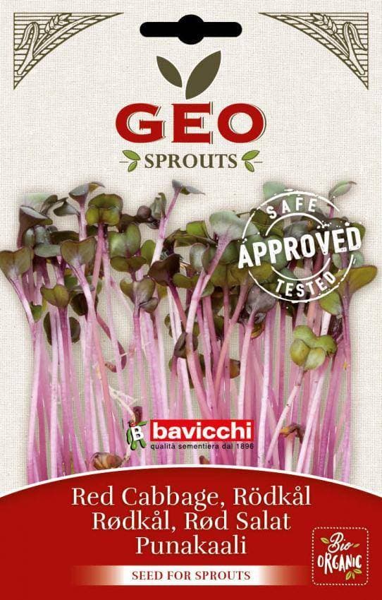 Geo Red Cabbage Seeds